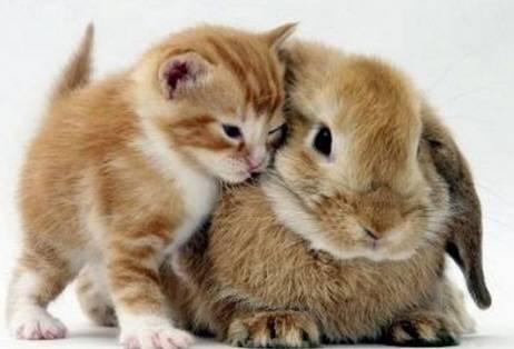 Mis animalitos - (7 mois)
