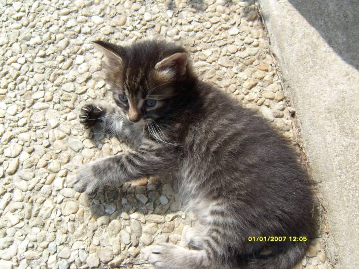 Yoda - Mâle (1 mois)