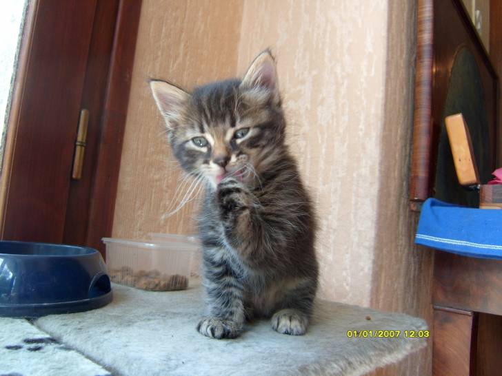 Yoda - Mâle (1 mois)