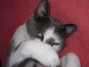 Moustanka( vie maintenant chez ma grand-mère!)! - Mâle (7 ans)