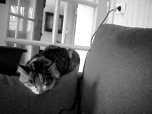 daisy - (2 ans)