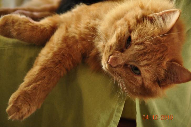 Caramel - Mâle (2 ans)