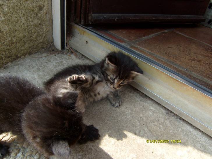 Yoda et Obiwan - Mâle (1 mois)