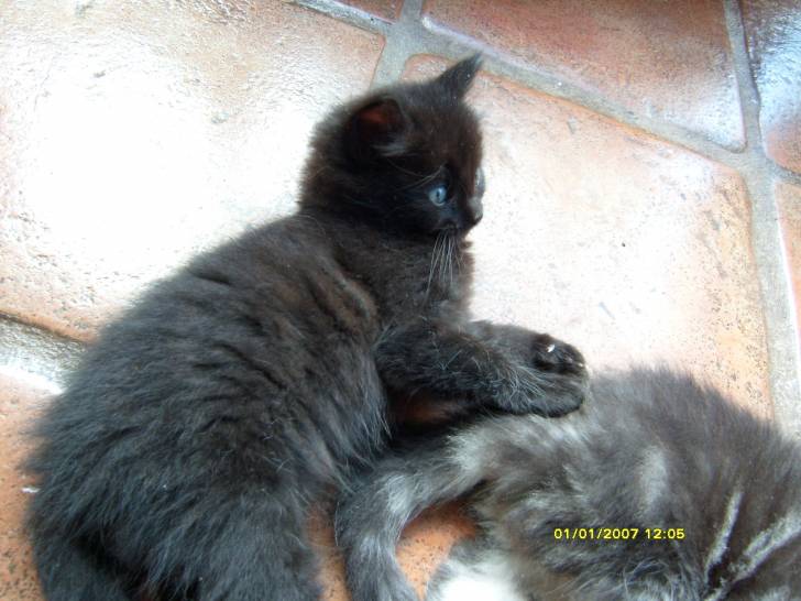Yoda et Obiwan - Mâle (1 mois)