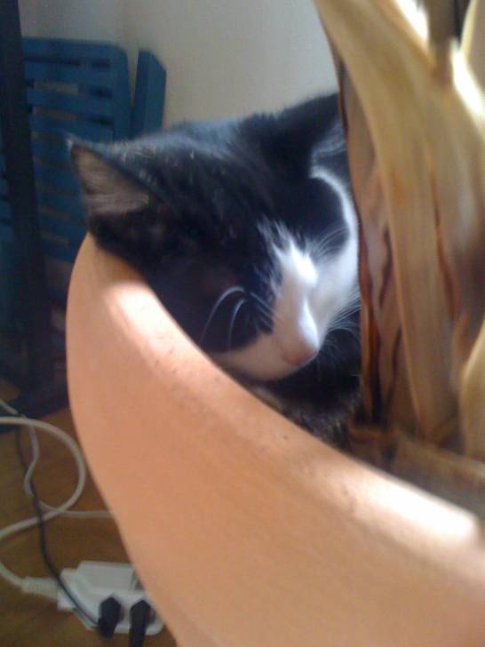 chocolat - Mâle (2 ans)