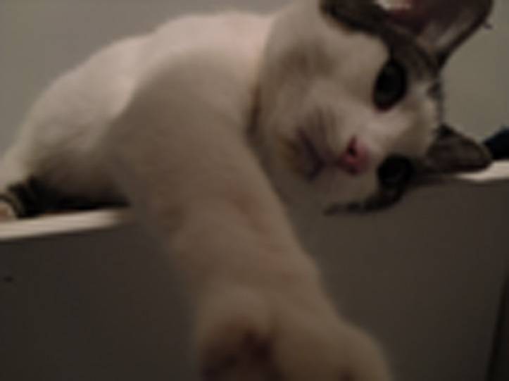 León - Mâle (7 ans)