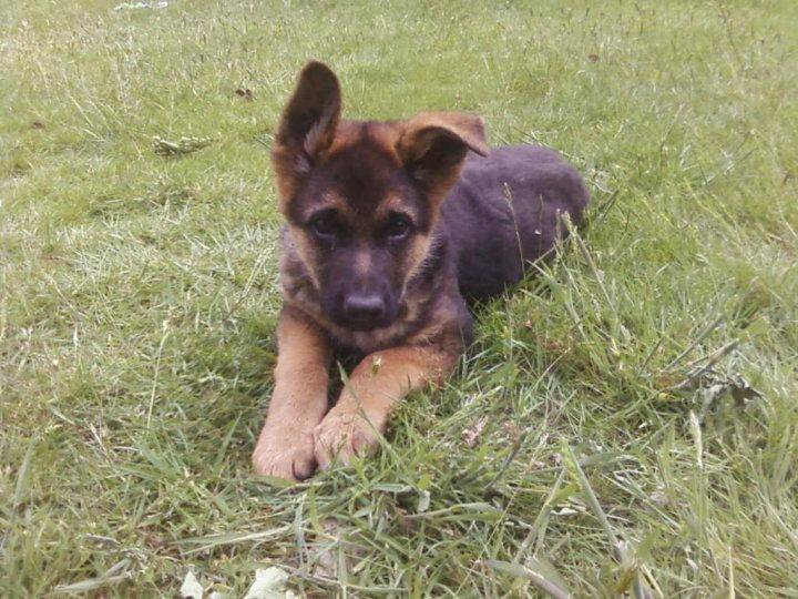 jack - Mâle (2 ans)