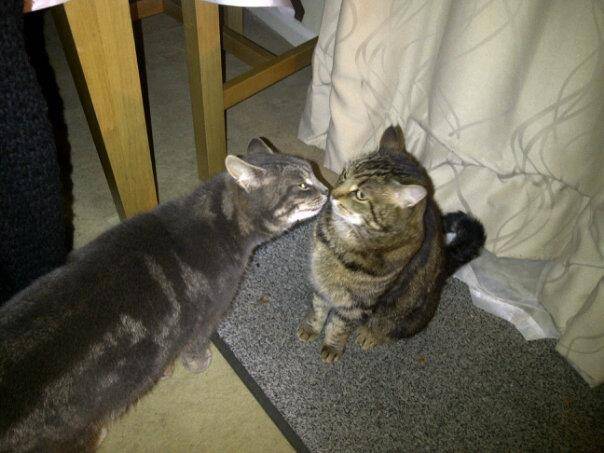 Jinx and Harry - (6 ans)