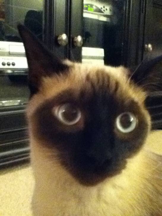 zoe - (9 mois)