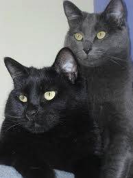patrick and moses - Mâle (3 ans)