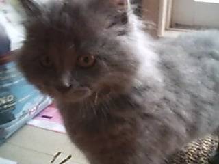 Kitty - (3 mois)