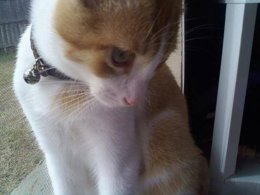 Romeo - Mâle (6 mois)