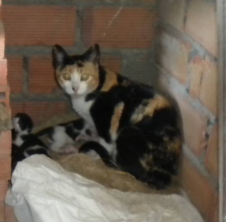 Miau - (7 ans)