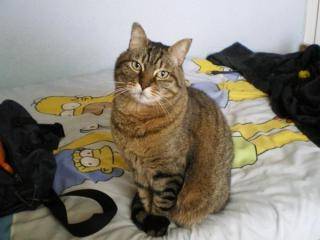 Rayas - Mâle (11 ans)