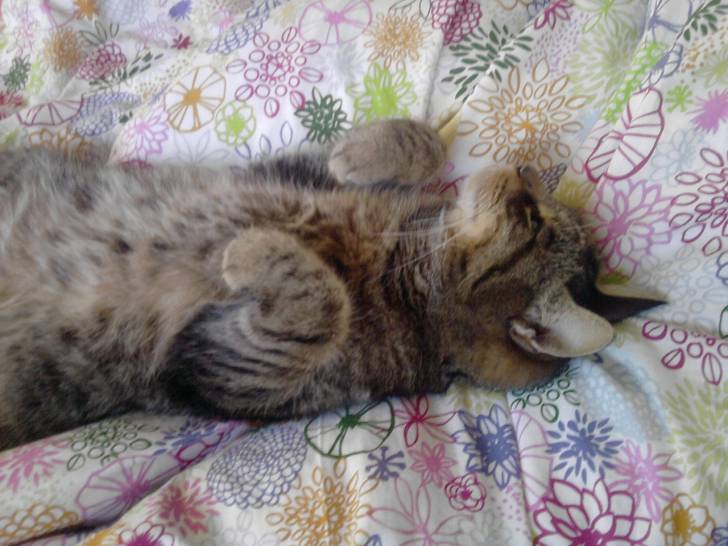 Katze - (14 ans)