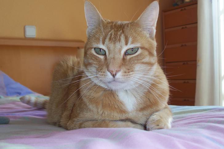 My cat - Mâle (16 ans)