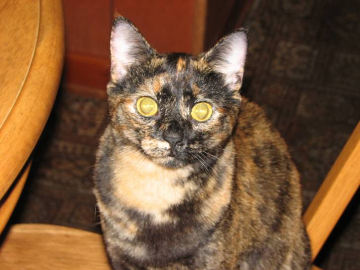Tigger - (8 ans)