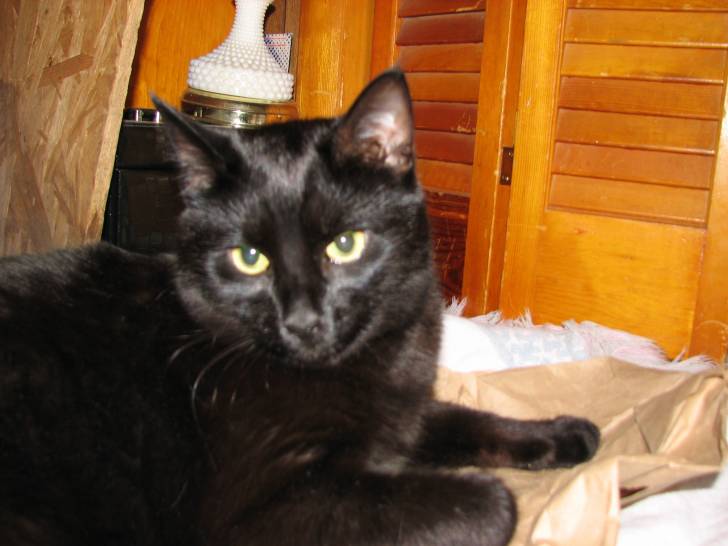 Jack - Mâle (8 ans)