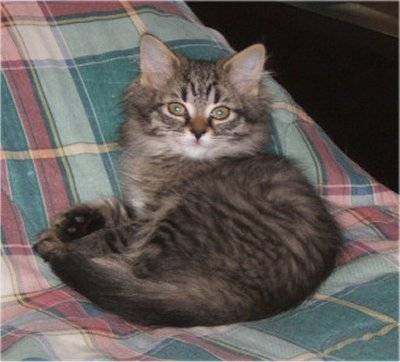 Kitty - (1 an)