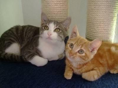 mes deux chats Tigrou et mon débile de Filou - Mâle (5 mois)