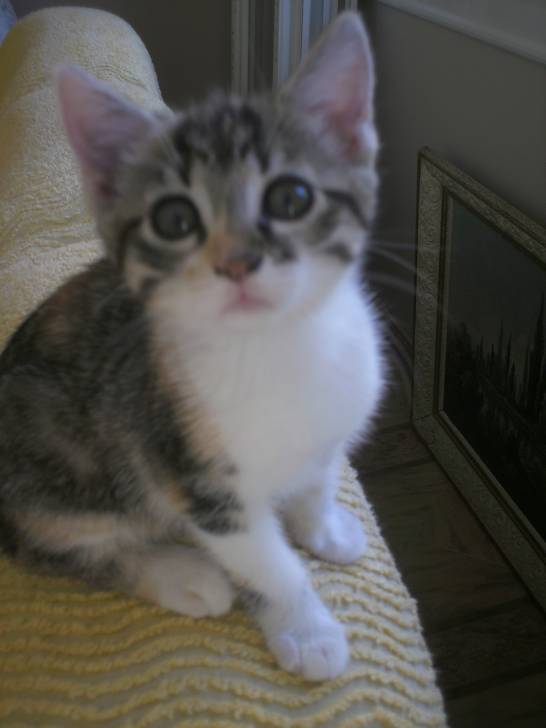Chanel - (9 mois)