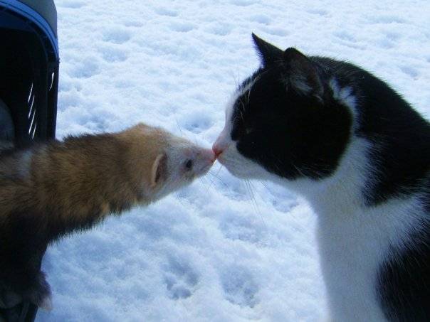 Ermine et Chouchou -