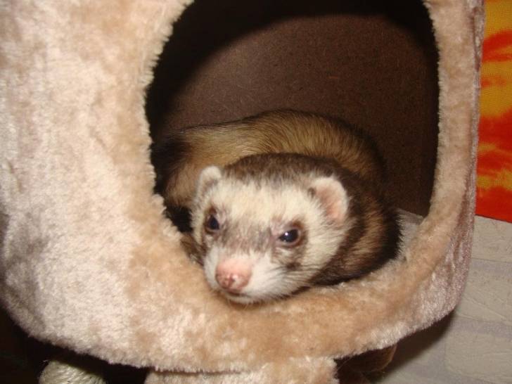 sunny - Mâle (4 ans)