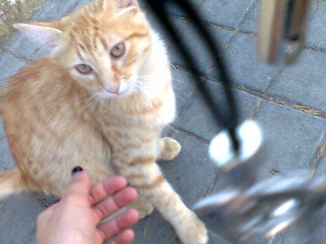 Nina - (6 mois)