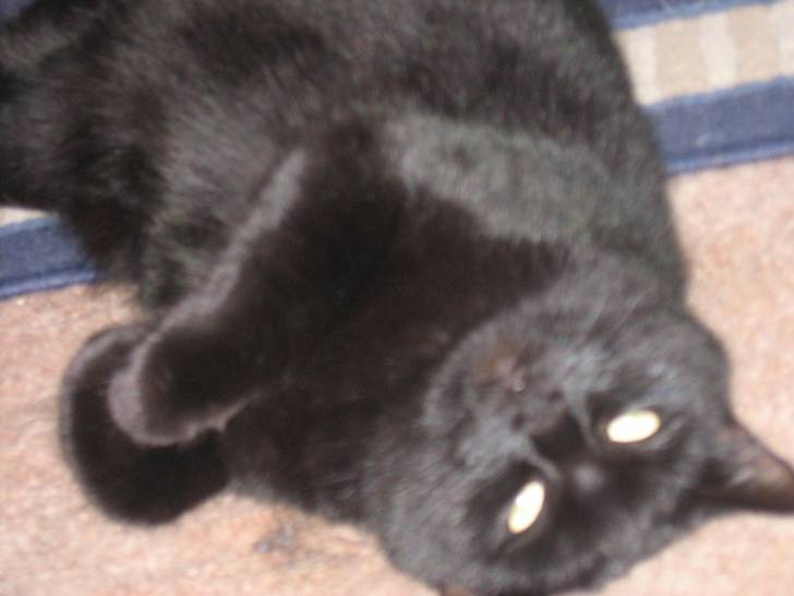 Tinks - (2 ans)