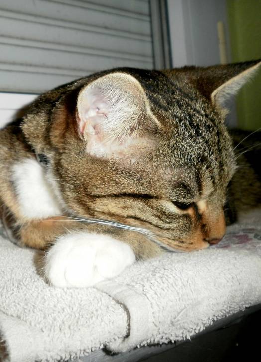 Chaton - (3 ans)