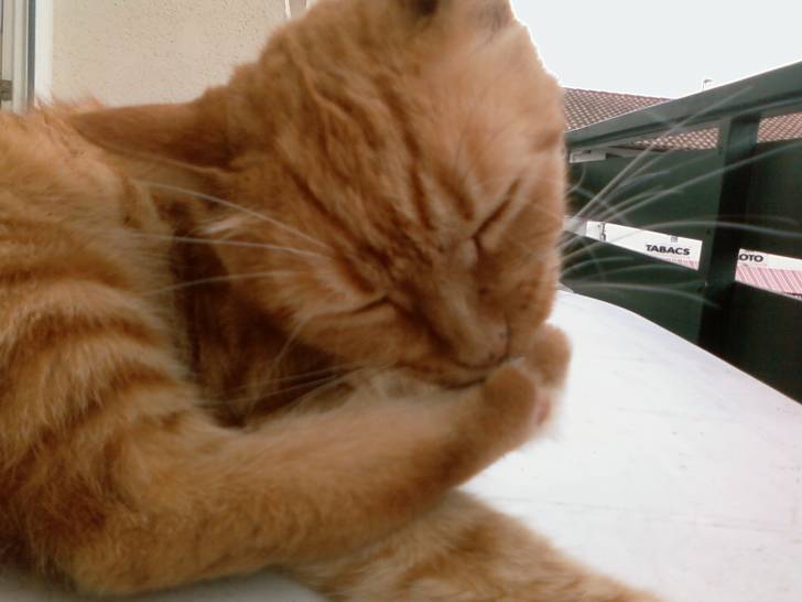 marshall - Mâle (11 ans)