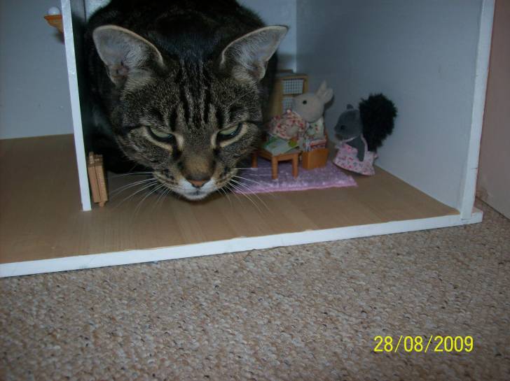 Milly - (6 ans)