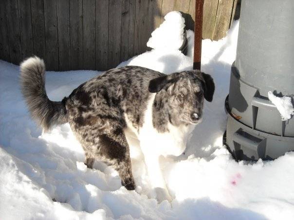 Gypsy - (10 mois)