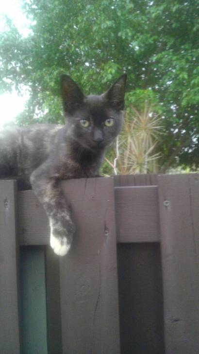 Gypsy - (10 mois)