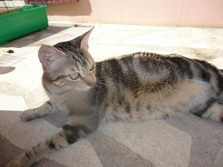 ti chat - (5 ans)