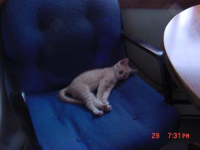 Fred - Mâle (6 mois)
