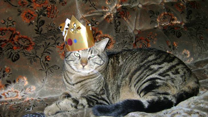 filou - Mâle (6 ans)