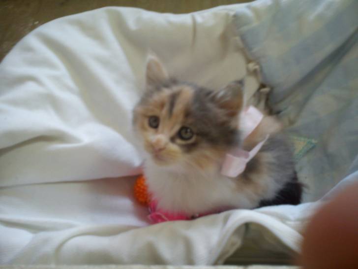 belinda - (9 mois)