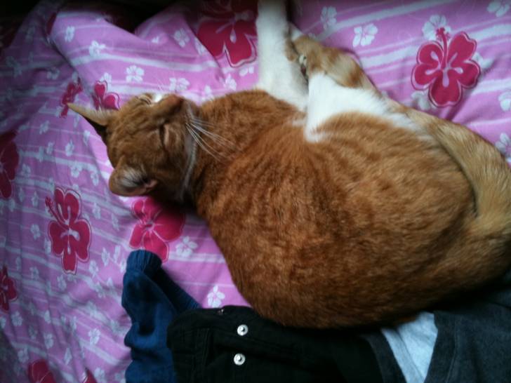 caramel - (2 ans)