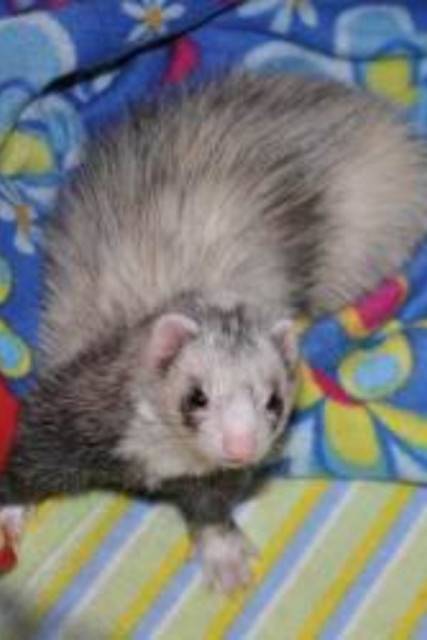 Shammy - (2 ans)
