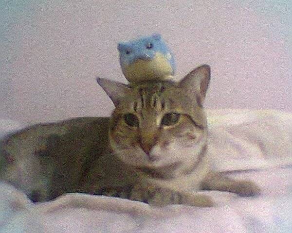 joel - Mâle (2 ans)