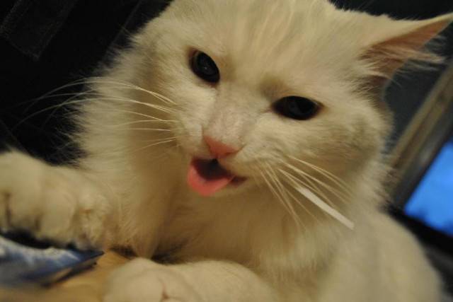Snow - Mâle (17 ans)