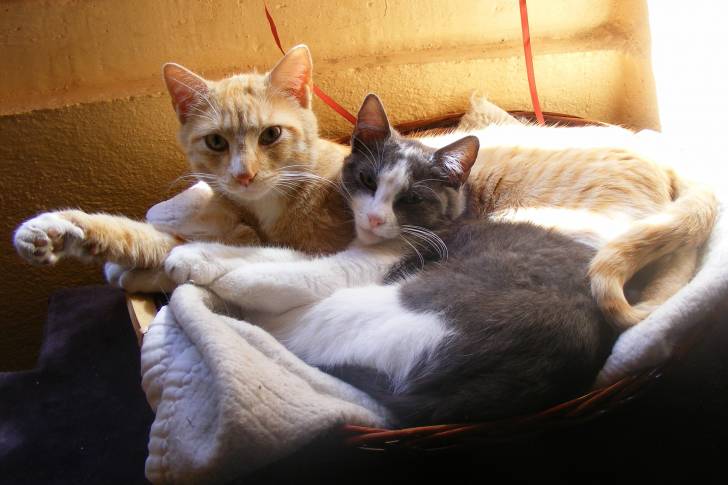 Pattenrond & Split - (2 ans)