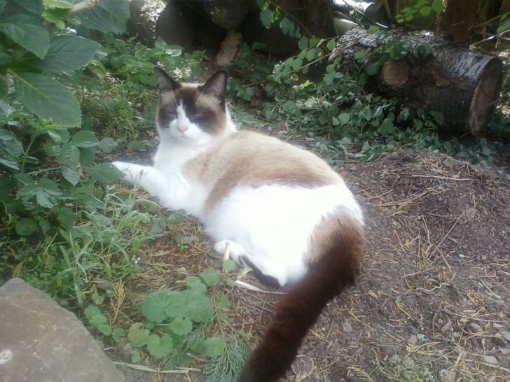 Gribouille - (4 ans)