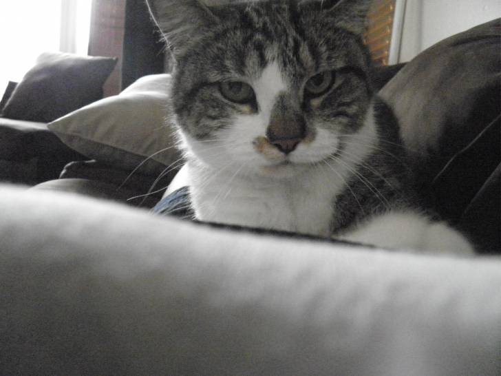 Kitty - (9 ans)
