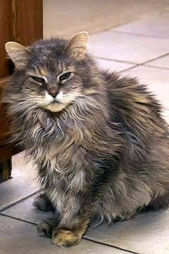 cat - Mâle (Autre)
