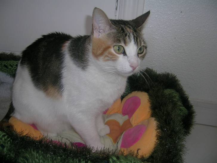 Kitty - (2 ans)
