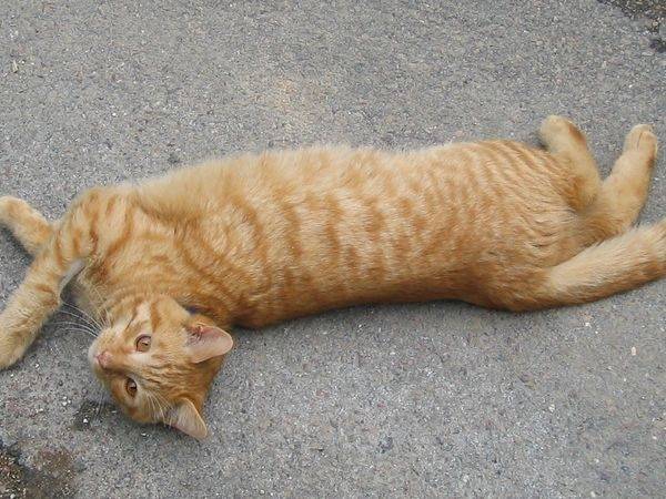 Tarzan - Mâle (4 ans)