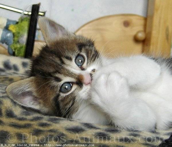 bichat - (7 mois)