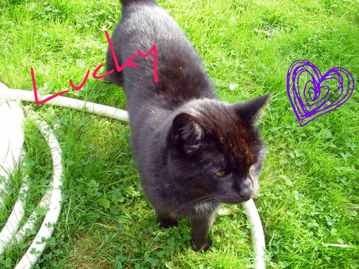 Lucky - (12 ans)